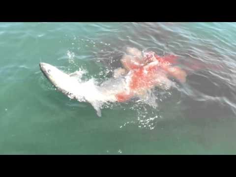 Fisherman Loses Catch of the Day To Bull Sharks