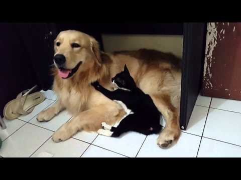 Cute Cat Pesters Patient Dog for Attention