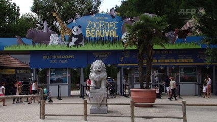 Deux bébés pandas au lieu d'un seul attendus au zoo de Beauval