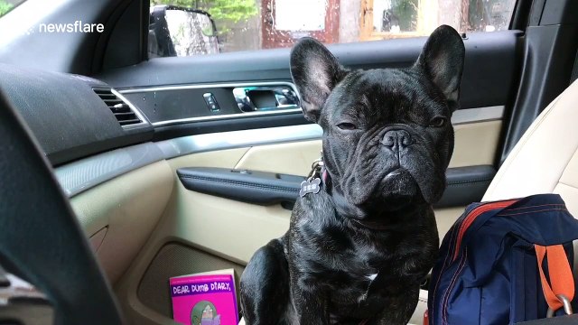 Adorable French bulldog struggles to stay awake while sitting up