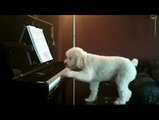 Sing Like No One is Watching - Poodle Dog Playing Piano & Singing (Howling)