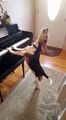Best Funny    Buddy Mercury Sings! Funny and cute beagle who plays piano!