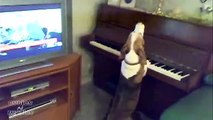 Standing Dog Plays Piano and Sings