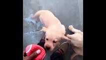 Funny Puppies And Cute Puppy Videos Compilation 2017 [BEST OF]  Dogs are cute