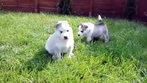Cute Puppies - Best Of Funny And Cutest Husky Puppy - Compilation 2017