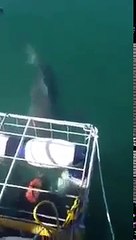 Shark eating man alive horrible