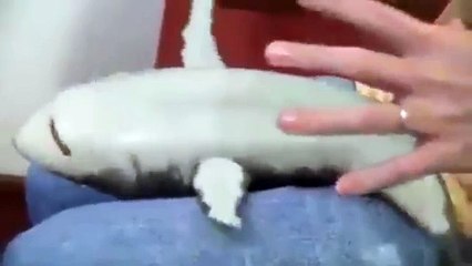 Tickle a baby shark - Funny Animals Videos