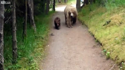 Un randonneur se retrouve face à une famille de grizzlis en pleine forêt