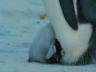 Pinguins dansen op het ijs
