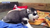 Cute Puppies -  Best Of Funny And Cutest Husky Puppy Howling And Playing Compilation