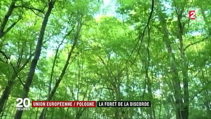 UE/Pologne : la forêt de la discorde