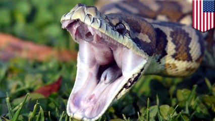 Snake latches onto woman's nose, paramedics cut its head off