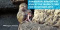 New Hamadryas baby Baboon makes its public debut