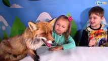 Видео для детей КАКАШКИ на столе Лиса испугалась