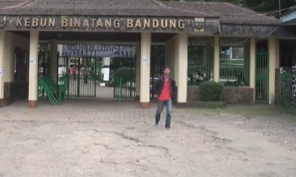 2 Bayi Harimau Benggala Lahir di Kebun Binatang Bandung