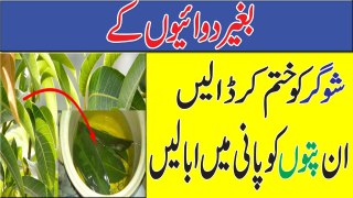 Cure diabetes At Home | Boil These Leaves In Water And Get Rid Of Diabetes