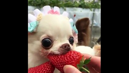 chihuahua so cute !!!