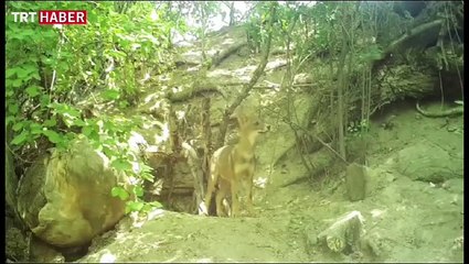 Çakal ailesinin günlük yaşamı görüntülendi