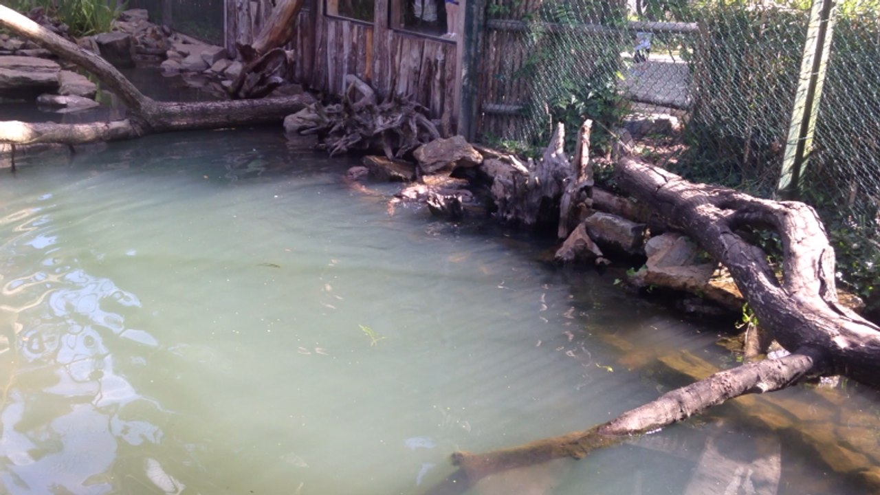 Carnet rose au zoo de la Bourbansais