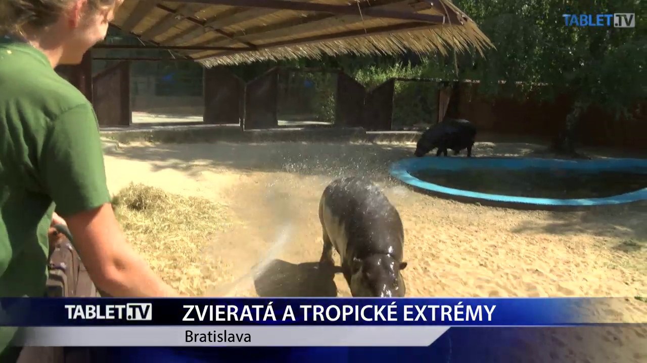 Zvieratá počas letných horúčav ochladzujú a držia v tieni
