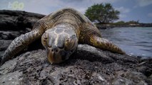 Mating Turtles Leave Tourists Stranded for Days!