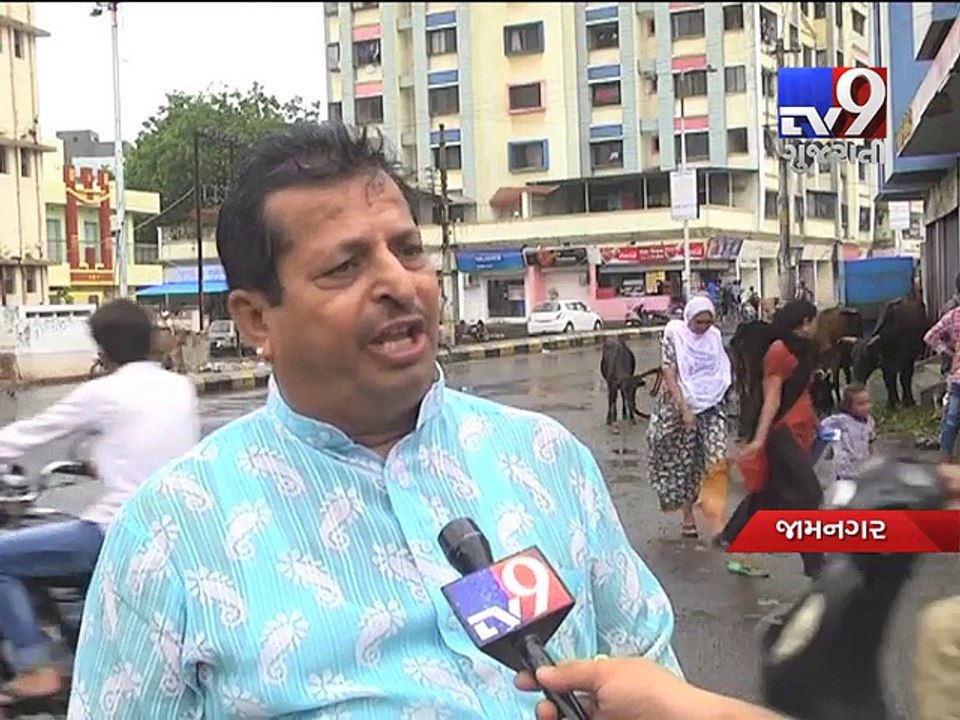Stray cattle on roads cause traffic mess in Jamnagar - Tv9 Gujarati
