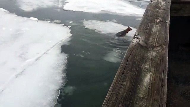 Suya düşen tilki donarak öldü!