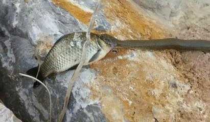 Yılana av olmaktan kurtulan sazan balığının zor anları