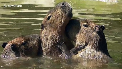 Capybaras 'kiss' passionately at Dudley Zoo