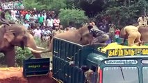 Un éléphant en aide un autre à monter dans un camion en Inde !