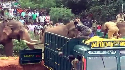 Un éléphant en aide un autre à monter dans un camion en Inde !
