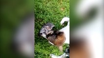 Une chienne recueille des chatons abandonnés !