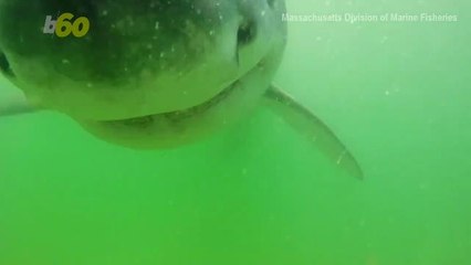 Terrifying Video When a Great White Shark Tries to Bite a Camera