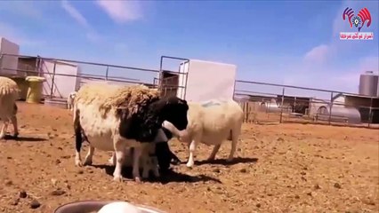 سيدة اردنية تشتري خروف "وعند تنظيف بطنه وجدت مفاجأة لم يصدقها أحد"