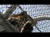 NET5 - Lorong Khusus Hewan di Tempat Konservasi Satwa di Amerika