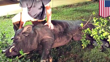 【閲覧注意】巨大イノシシが庭に侵入　住人が射殺し剥製に