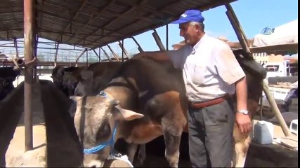 Kurbanlıklar Pazara İndi