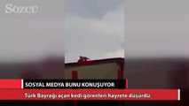 Türk Bayrağı açan kedi şaşırttı