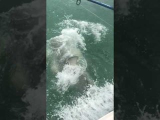 Bull Shark Attacks Tarpon Close to Man's Boat