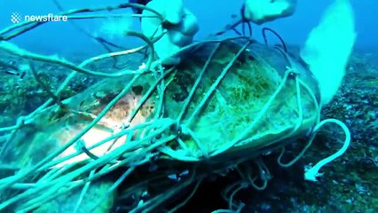 Divers rescue turtle trapped in net