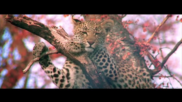 Samsara (UN COP21 VERSION)- Ricky Kej Featuring Amitabh Bachchan, Soweto Gospel Choir