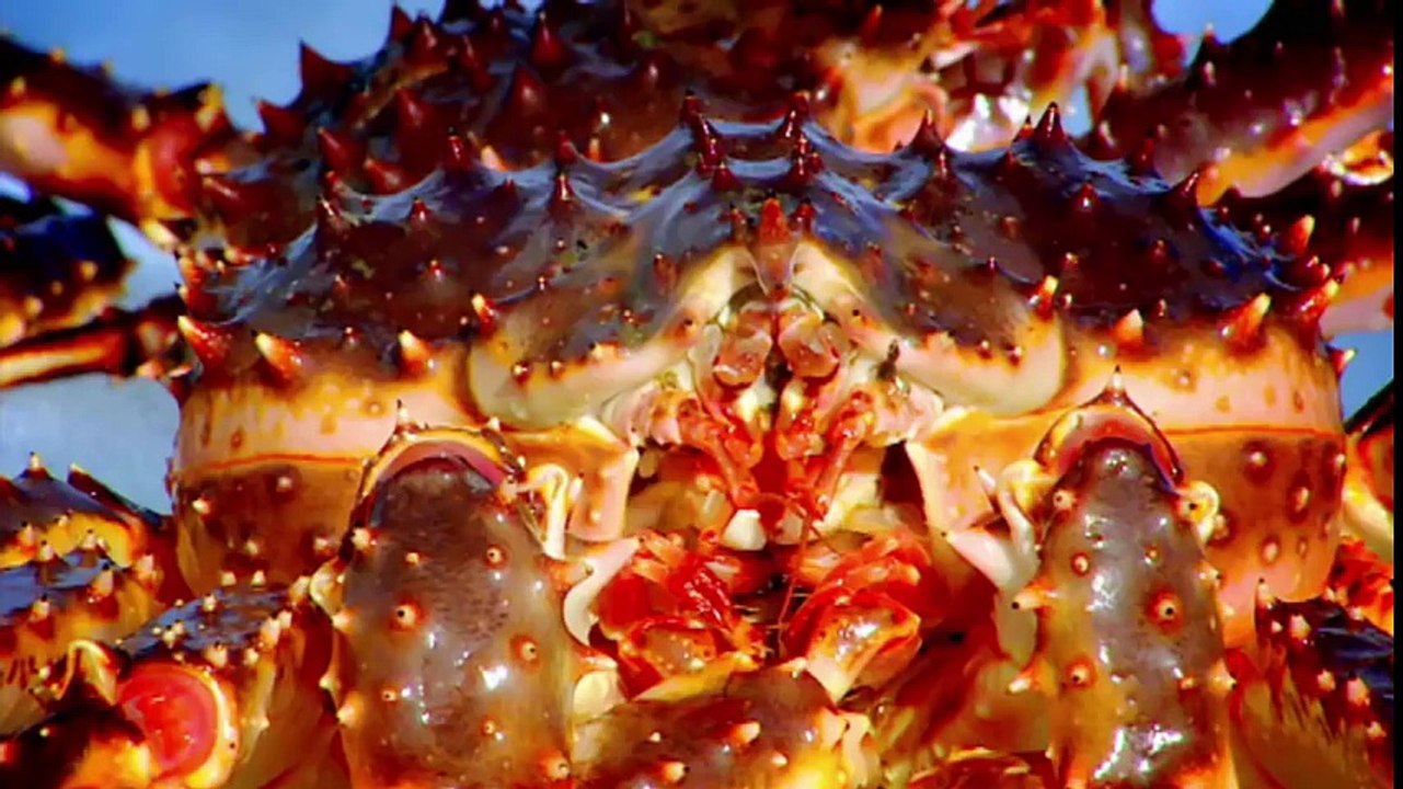 (中文字幕) Gordon Ramsay親自抓帝王蟹並料理 Gordon Ramsay Catching and Cooking King Crab