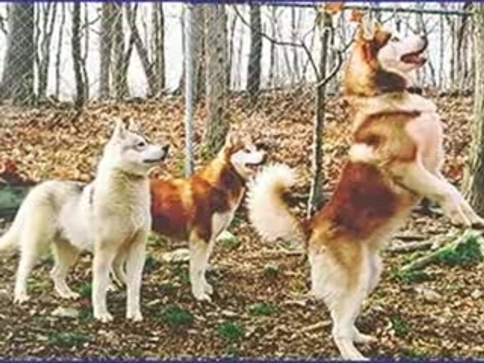 08-Siberian Husky