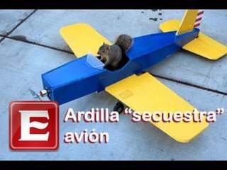 Ardilla 'secuestra' avión y emprende el vuelo