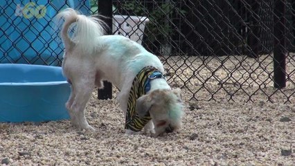 Anti-Vaccination Movement Now Extends to Dogs