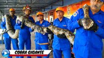 AS 9 COBRAS GIGANTES QUE EXISTEM NO MUNDO! 