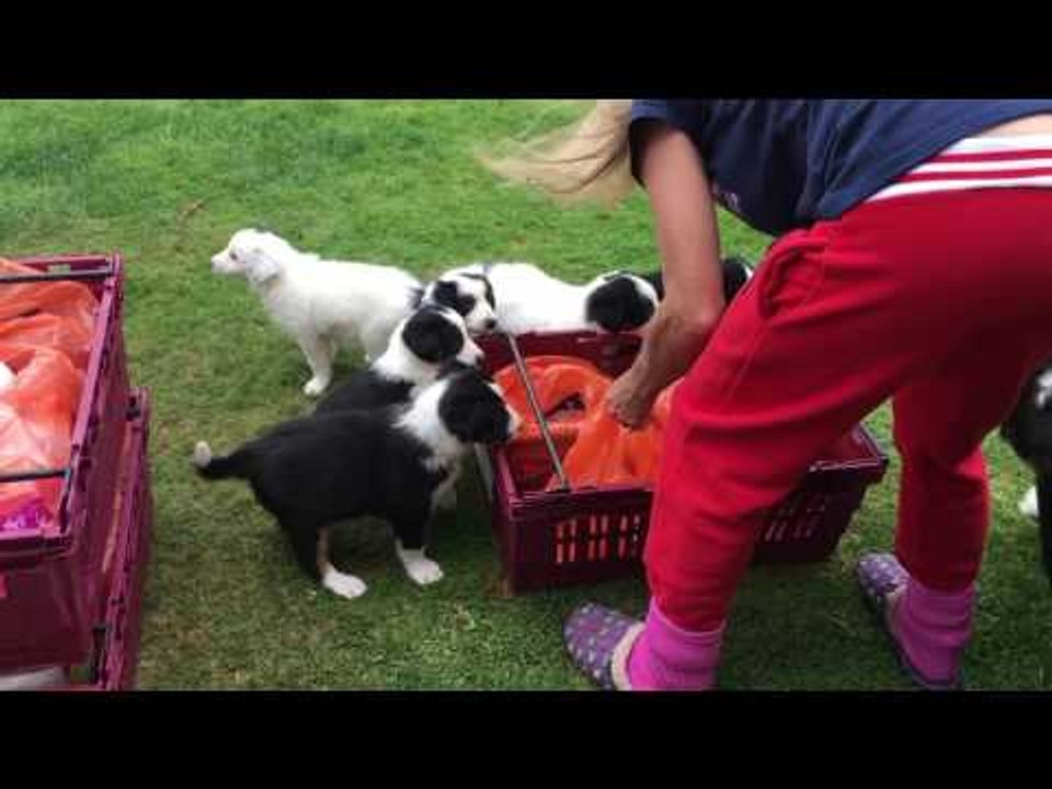 Sainsbury's Delivery Man Ambushed by Puppies
