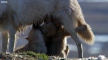 Wolf Pack Hunts A Hare The Hunt BBC Earth