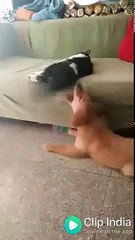 Cat clapping dog