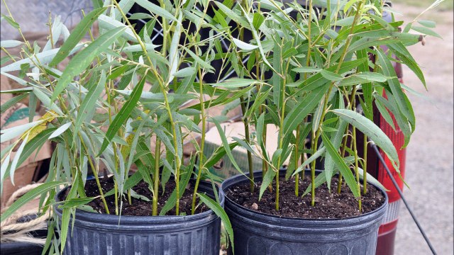 This is How We Start our Small Weeping Willow Trees